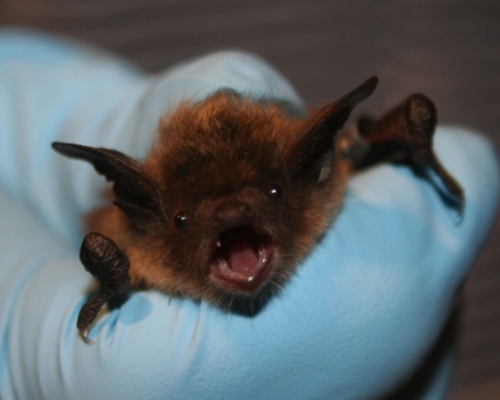 rabies, bat, prevention