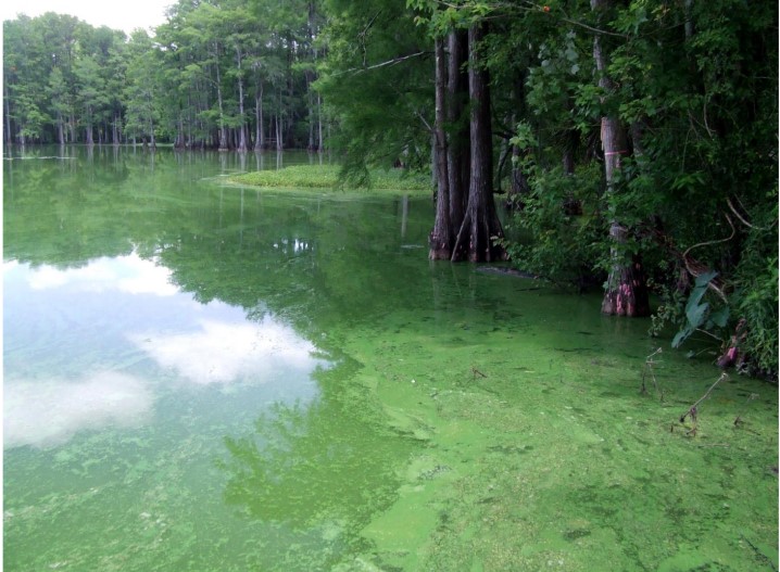 Health Officials Issue Blue Green Algae Health Alert